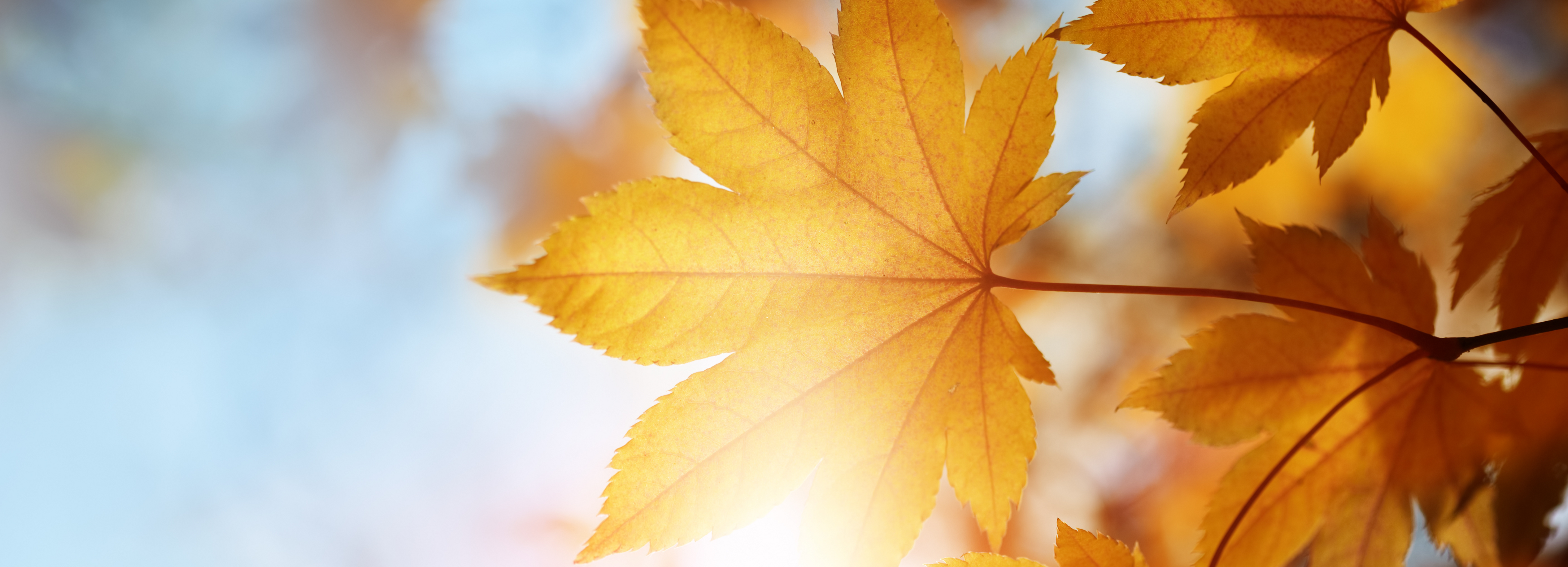 De Herfst Equinox: Een Betoverend Overgangs Moment