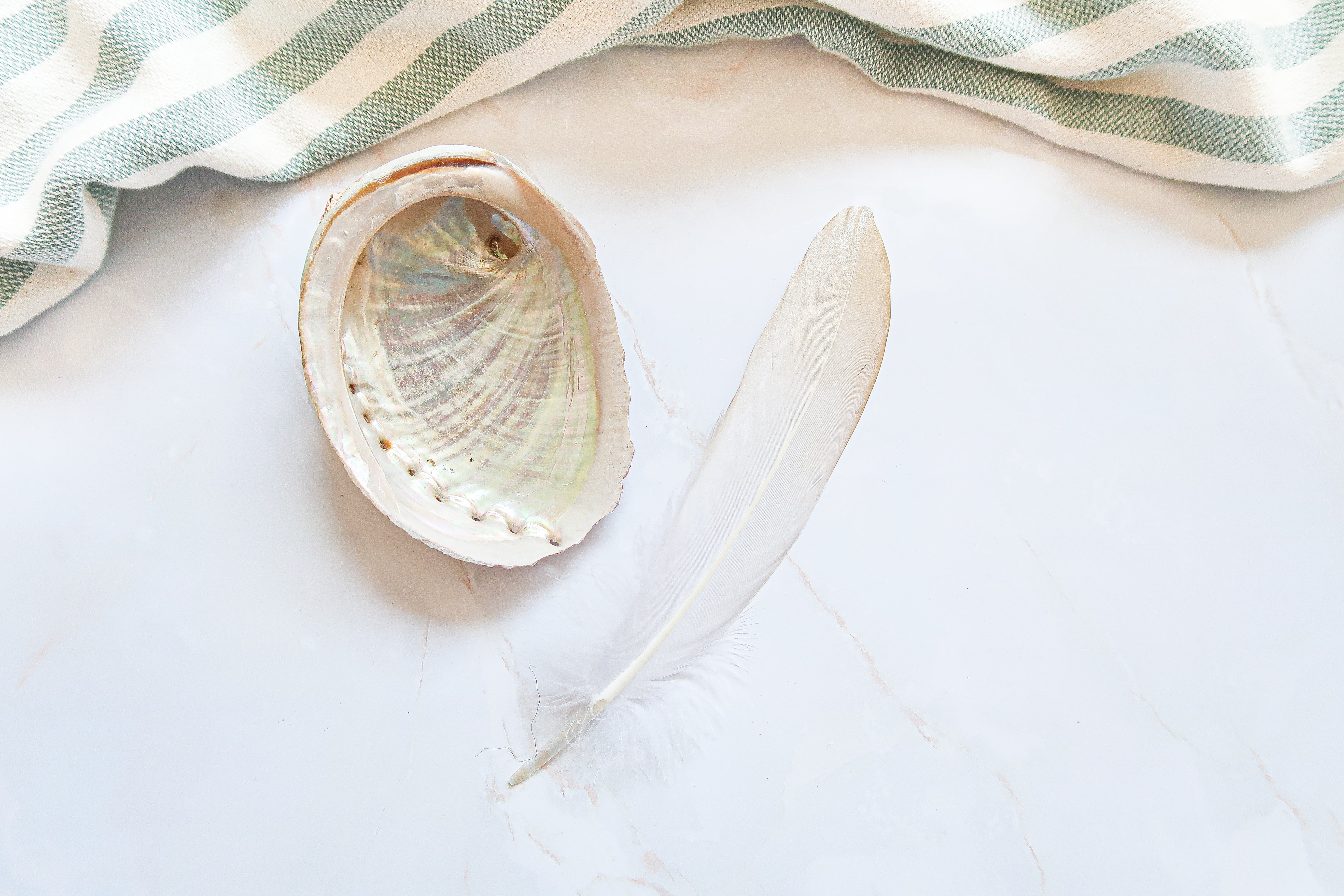 Abalone Shell - Large (10 - 12 cm) with Feather